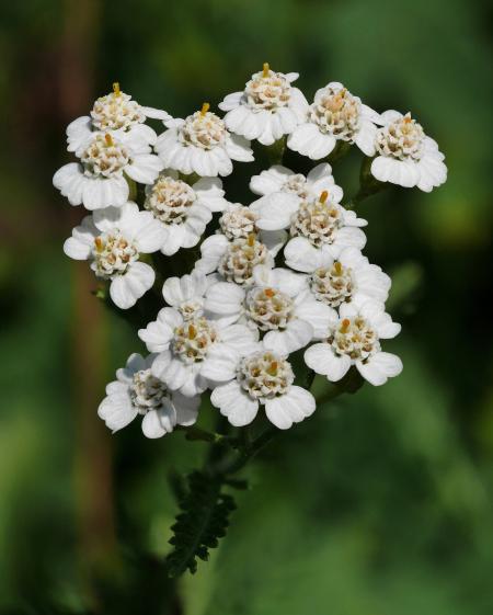 Yarrow_(Achillea_millefolium).jpg