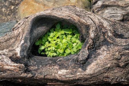 Caro's-garden-scred-basil (1).jpg