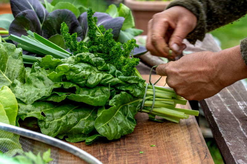 BROOMHILL Food Forest